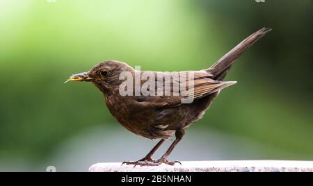 Blackbird weiblicher Vogel beobachtet auf Stein sitzend. Schwarzbrauner Schwarzvogelsongvogel sitzt und isst Insekten auf Felsen mit unscharf grünem Bokeh-Backg Stockfoto