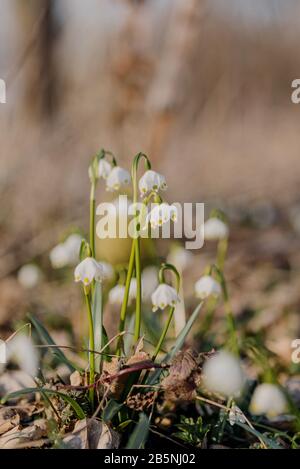 Leucojum vernum, genannt Frühlings-Schneeflocke, ist eine mehrjährige bauchige blühende Pflanzenart in der Familie der Amaryllidaceen. Federkonzept. Stockfoto