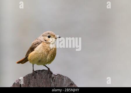 Gemeinsamer Nachtigall oder einfach Nachtigall (Luscinia megarhynchos) Singvogel, der auf Holzplanke sitzt und außerhalb des Fokus brauner Bokeh negativer Raum hat Stockfoto