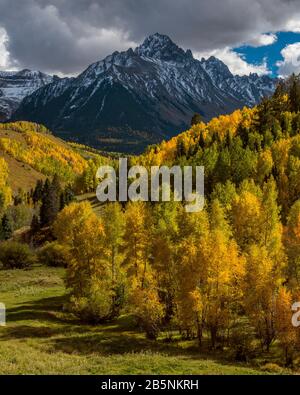 Aspen, Willow Swamp, Mount Sneffels, Dallas Divide, Uncompahgre NF CO Stockfoto