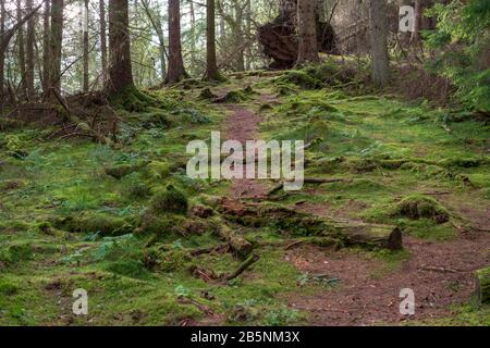 Wald und Pfad entlang des schottischen Wanderweges West Highland Way. Stockfoto
