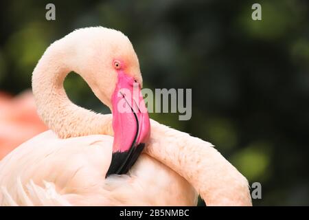 Pinkfarbener Flamingokopf und Nacken mit langem, rosafarbenem Schnabel. Flamingo-Vogelwelt schließt Porträt mit grünem Hintergrund ohne Fokus. Stockfoto