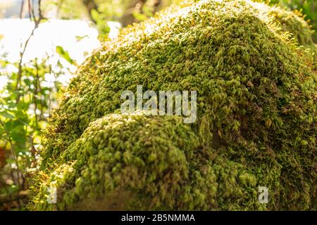Ein moosiger Felsen entlang des Wanderweges West Highland Way in Schottland. Stockfoto