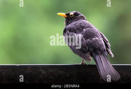 Blackbird männlichen Vogel beobachten auf Stein sitzend. Schwarzer Schwärzer-Singvogel sitzt auf Felsen mit unscharf grünem Bokeh-Hintergrund. Vogelprofil portra Stockfoto