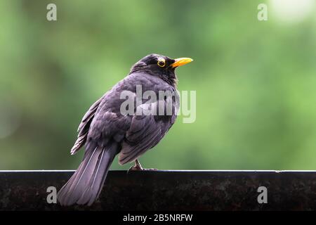 Blackbird männlichen Vogel beobachten auf Stein sitzend. Schwarzer Schwärzer-Singvogel sitzt auf Felsen mit unscharf grünem Bokeh-Hintergrund. Vogelprofil portra Stockfoto