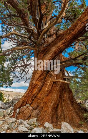 Red Cedar, Inyo National Forest, Eastern Sierra, Kalifornien Stockfoto