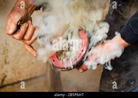 Heißes Schuhlaufen auf einem Pferd, Schmied, Reitsport Stockfoto