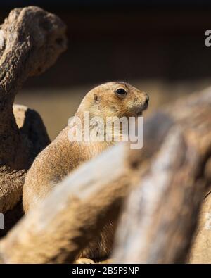 Prairie Dog im Smithsonian National Zoo in Washington, DC Stockfoto