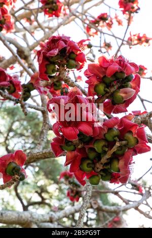 Rote Seidenbaumblumen Bombax ceiba kommt in Australien und Asien vor. Stockfoto