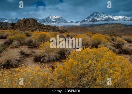 Rabbitbrush, The Buttermilks, Mount Humphries, Basin Mountain, Mount Tom, Bishop Creek National Recreation Area, Inyo National Forest, Kalifornien Stockfoto