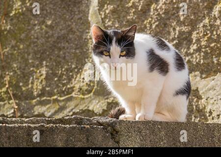 Katzen mit schwarz-weißen Haaruhren, die im Freien bei Tageslicht sitzen Stockfoto