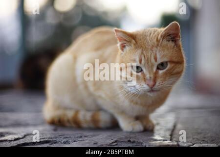 Schöne Ingwerkatze entspannen Sie sich auf einem Steinboden im Freien. Stockfoto