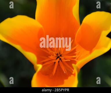 Eine nahestehende orangefarbene kalifornische Mohn- (Escholzia californica) Blume, die Blumenteile zeigt. Stockfoto