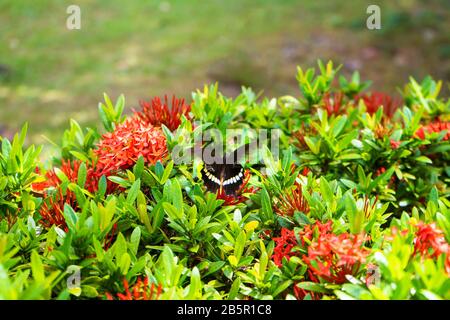 Unglaublich schöner Tag tropischer Schmetterling Papilio maackii bestäubt Blumen. Schwarz-weißer Schmetterling trinkt Nektar aus Blumen. Farben und Schönheit von Stockfoto