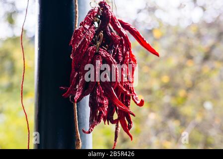 Rote heiße Chilischoten hängen zum Trocknen Stockfoto