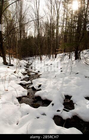 Der Fluss Schlängelt Sich Durch den Snowy Forest und Sonnenschein Glänzt in den Bäumen Stockfoto