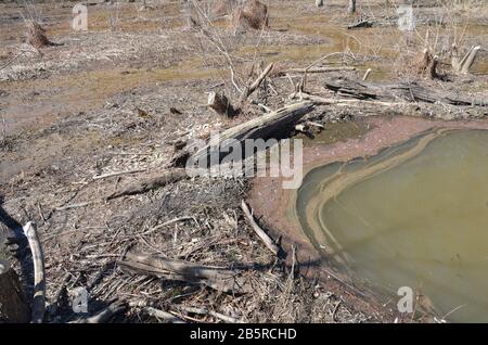 Biber-Staudamm mit Ästen und Baumstämmen und See- oder Teichwasser in Feuchtgebieten Stockfoto