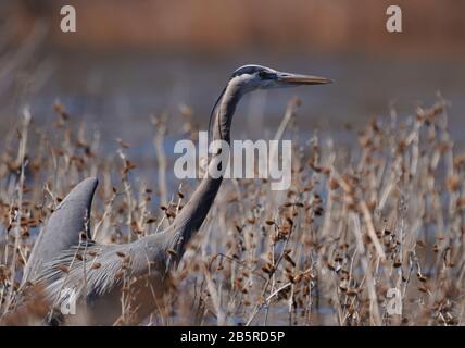 Ein großer blauer Heron wadet im flachen Wasser des Willow Creek Reservoirs in Prescott, Arizona Stockfoto