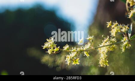 Die Blume fällt auf die Tür des Buddha und die Blumen sind wunderschön Stockfoto