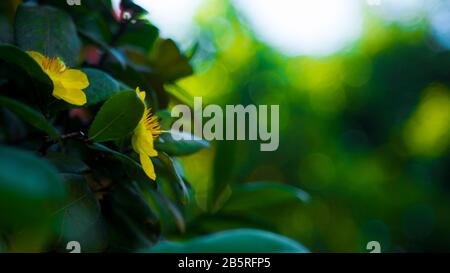 Die Blume fällt auf die Tür des Buddha und die Blumen sind wunderschön Stockfoto