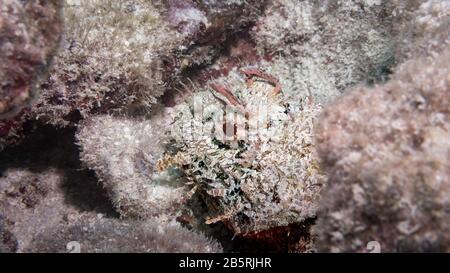 Gefleckter Skorpionfisch (Scorpaena plumieri), der in Wartezeiten auf einem Korallenriffe liegt, Florida Keys National Marine Sanctuary, Vereinigte Staaten, Atlantik, Farbe Stockfoto