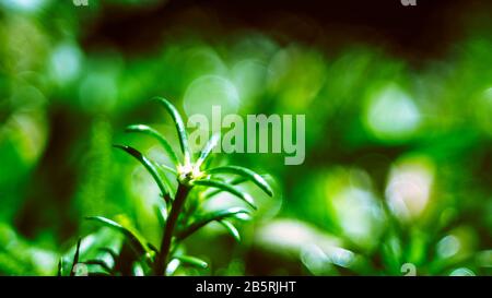 Die Blume fällt auf die Tür des Buddha und die Blumen sind wunderschön Stockfoto