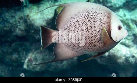 Grauer Engelfisch (Pomacnathus arcuatus), der über einem Korallenriffe schwimmt, Looe Key, Florida Keys National Marine Sanctuary, Vereinigte Staaten, Farbe Stockfoto