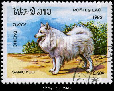 Samoyed (Canis lupus familiaris) Stockfoto