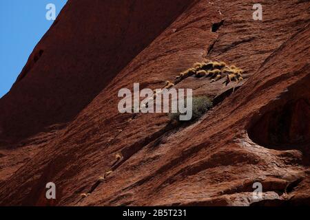 Details zum Uluru, Northern Territory aus nächster Nähe: Einheimische Gräser und Sträucher, die aus Spalten und Rissen im roten Felsen des Kata Tjuta National Park wachsen Stockfoto