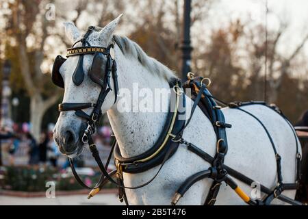 Pferd und Kutsche Fahren in einer europäischen Stadt Stockfoto