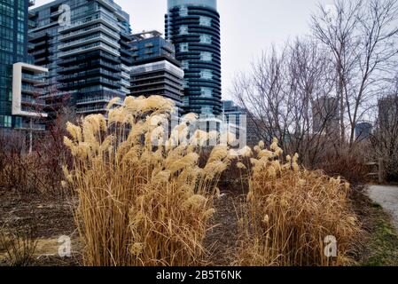 Wohnhäuser in der Innenstadt von Toronto am Seeufer von Ontario Stockfoto