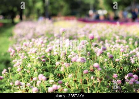 Amaranth blüht auf Parzellen im Garten. Stockfoto