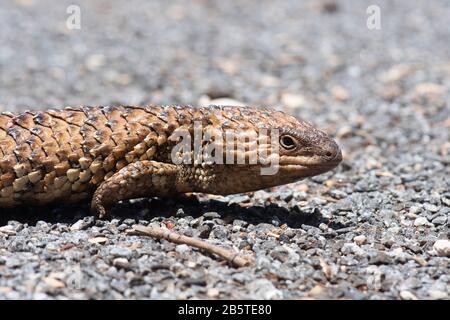 Blue Tongue Skink oder Blue Tongue Lizard (Tiliqua scincoides), New South Wales, Australien Stockfoto