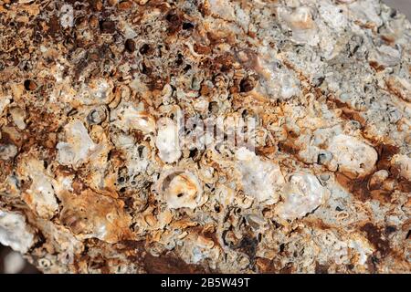 Seashells auf alter rostiger Oberfläche eines Ankers Stockfoto