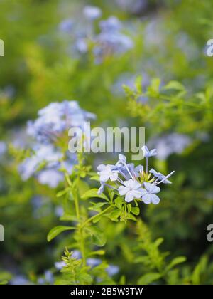 Cape Leadwort, weiße Plumbago, Himmelsblume, Haufen Indigoblumen, blaue Farbe im Garten auf unscharfem Naturhintergrund wissenschaftlicher Name Plumbago auri Stockfoto