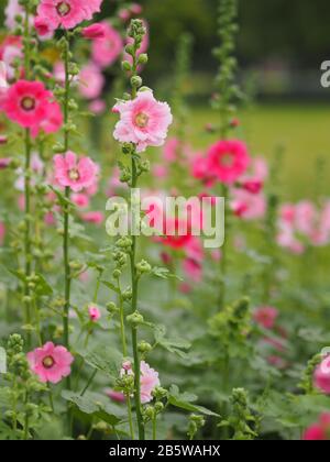 Hollyhock, Althaea oder Stauden Pflanzen Blumen Rosa Blume im Garten auf unscharfem Naturhintergrund Stockfoto