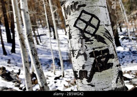 Muster und Figuren sind in einen Baum im Wald gehauen. Stockfoto