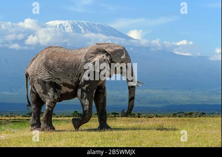 Großer erwachsener Elefant mit schneebedecktem Kilimandscharo im Hintergrund. Amboseli National Park, Kenia, Afrika. Tier im Lebensraum. Tierwelt s Stockfoto