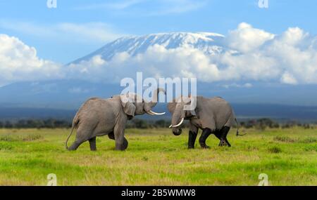 Großer erwachsener Elefant mit schneebedecktem Kilimandscharo im Hintergrund. Amboseli National Park, Kenia, Afrika. Tier im Lebensraum. Tierwelt s Stockfoto