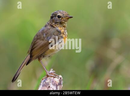 Junges subadultes europäisches Robin (Erithacus rubecula) steht oben auf kleiner Perücke im sonnigen Wald Stockfoto