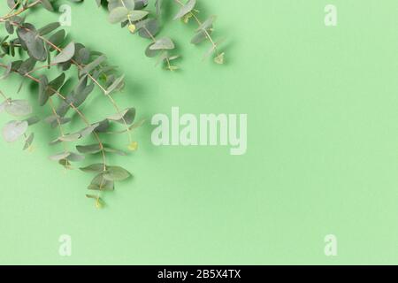 Eukalyptus verzweigt sich auf grünem Pastellgrund. Platz für Text. Stockfoto
