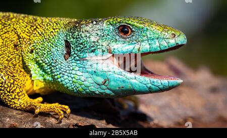 Grüne Echse mit einem fröhlichen Look, der bei einem Nahschuss den Mund öffnet Stockfoto
