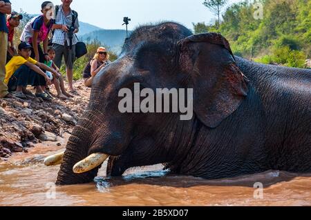 Elefanten Baden und von Touristen in Viengkeo Dorf auf dem Elephant Festival, Hongsa beobachtet. Stockfoto