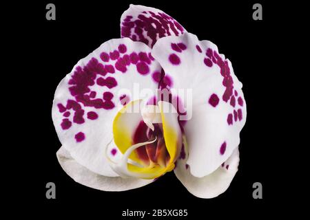 Extreme Nahaufnahme der rosafarbenen Phalaenopsis oder Moth-Orchidee aus isoliert auf Schwarz Stockfoto