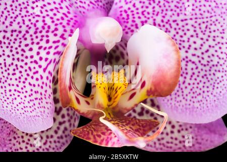 Extreme Nahaufnahme der rosafarbenen Phalaenopsis oder Moth-Orchidee aus isoliert auf Schwarz Stockfoto