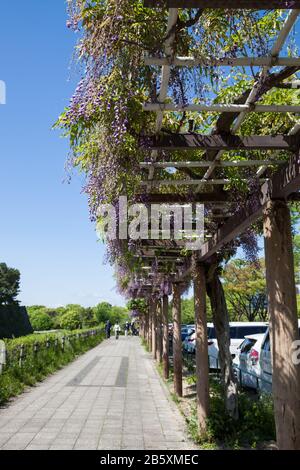 Frühlings-Blumen-Reihe., Wisteria Trellis im Garten Stockfoto