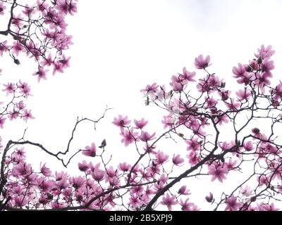 Zarte rosafarbene magnolienblüten mit Hintergrundbeleuchtung gegen einen blassen Himmel Stockfoto