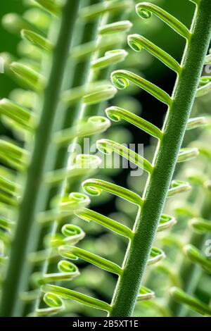 Gewellte grüne Wedel aus einem Sago Palmblatt, Cycas revoluta. Nahaufnahme von Details bei Sonnenlicht. Vertikale Zusammensetzung. Stockfoto