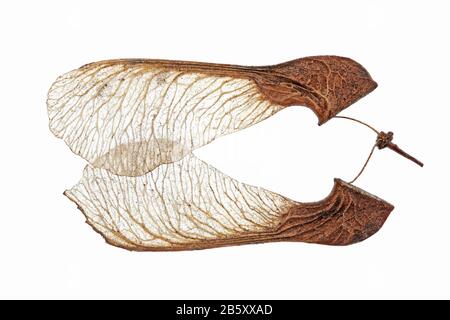 Acer tataricum, Tatar-Ahorn, Tataren-Ahorn, Nahaufnahme, Früchte (samara) Stockfoto