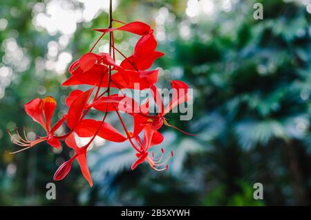 Roter Farbstolz auf Birma Blumen (Amherstia nobilis), die an seinem Baum hängen und mit Bokeh-Hintergrund für das Frühlings-Saisonkonzept. Stockfoto